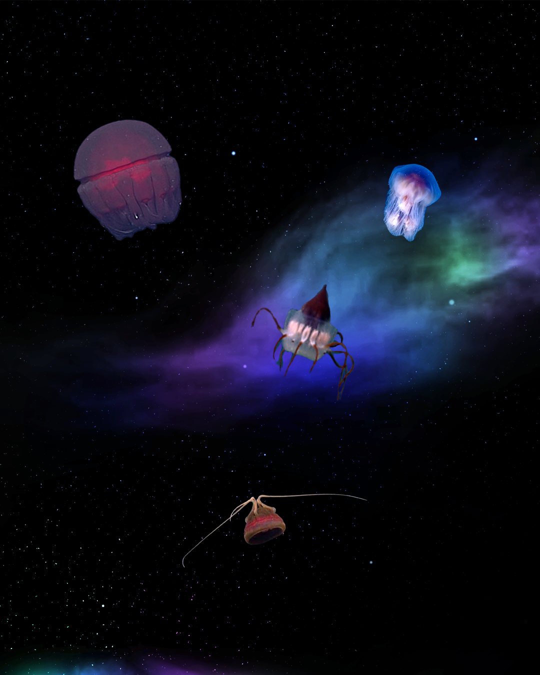 Marine Life Educational Graphics